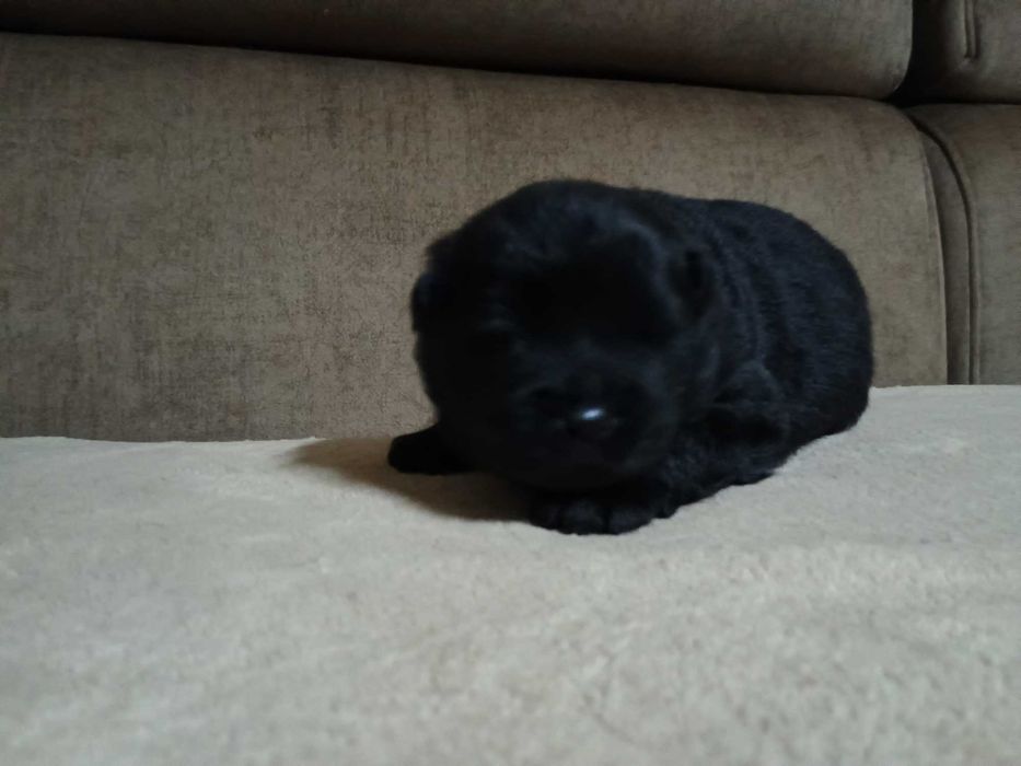 Vendo cachorro Chow chow