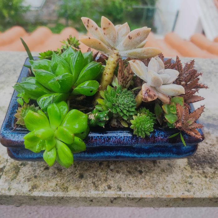 Arranjo de suculentas em vaso bonsae