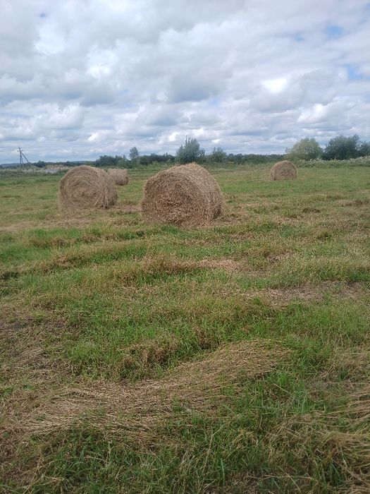 продам тюки сіна