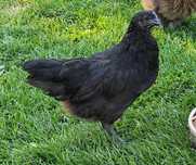 Australorpy australorp kury kurki