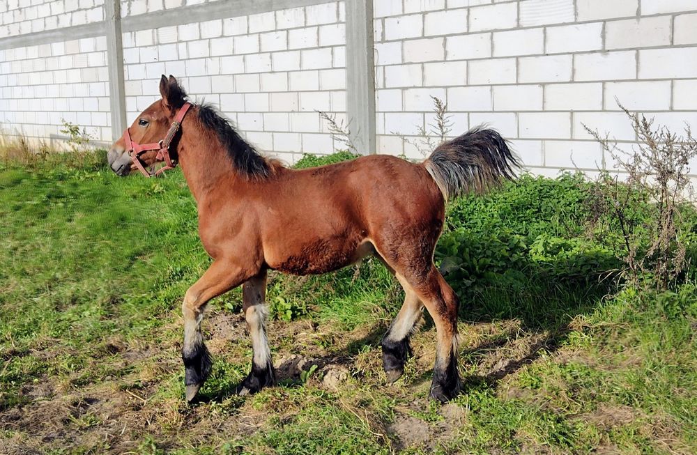 Odsadek belg arden zimnokrwisty