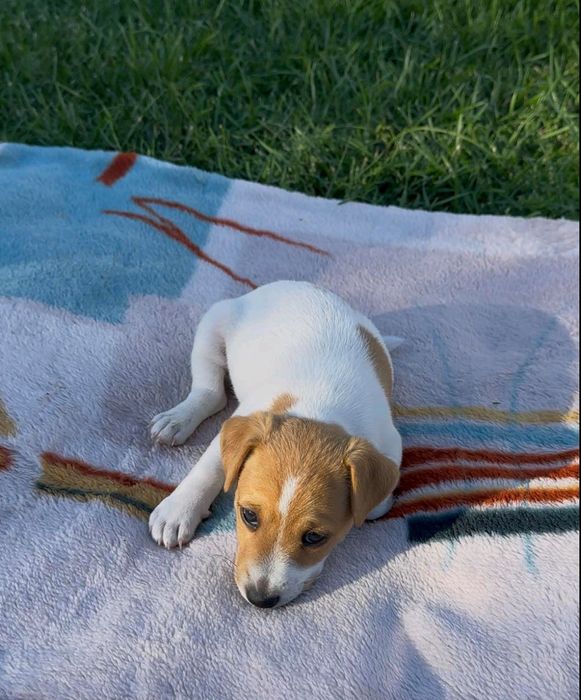 Джек Рассел тер'єр