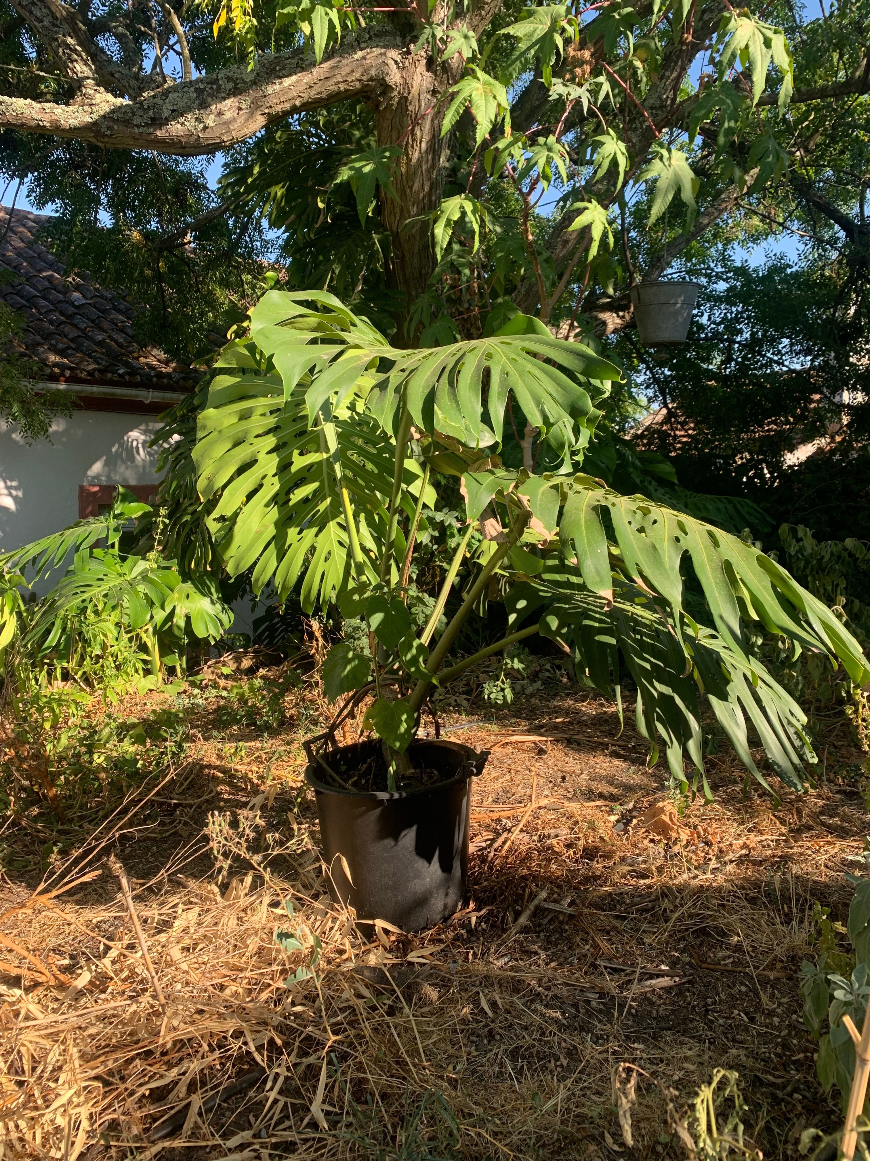 Monstera deliciosa