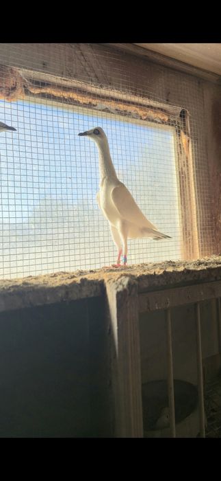 Srebrniak 2025 samiec wysyłam