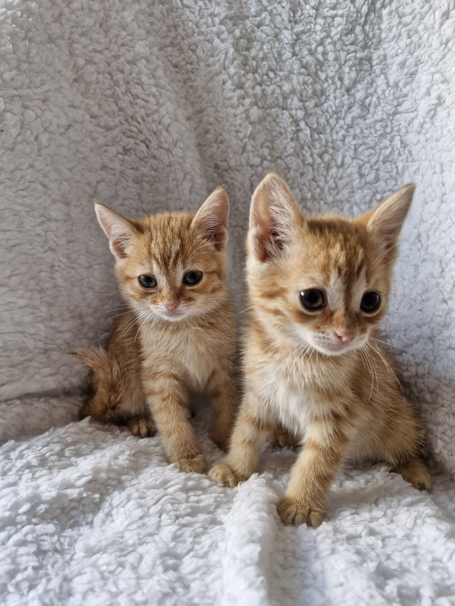 Маленькі кошенята