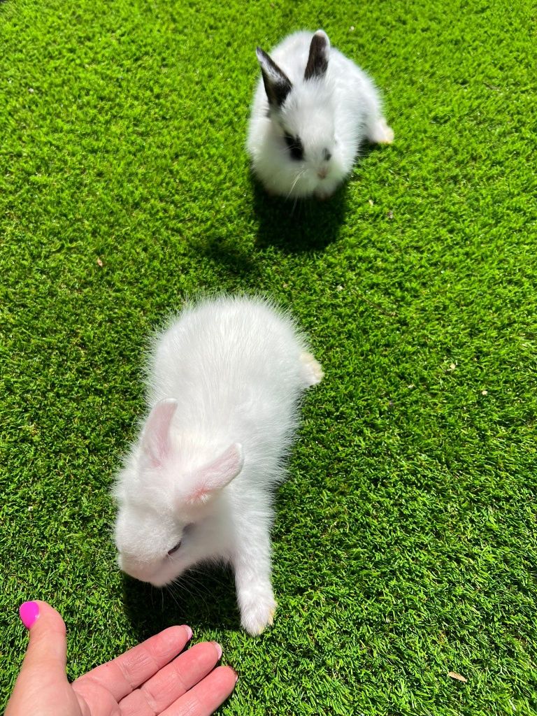 Coelhinhos anões lindos e muito fofinhos