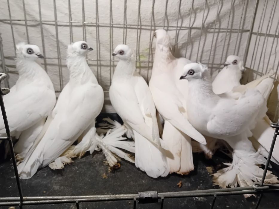 Winery koroniate, widyny koroniate, wiedyny, wywrotki