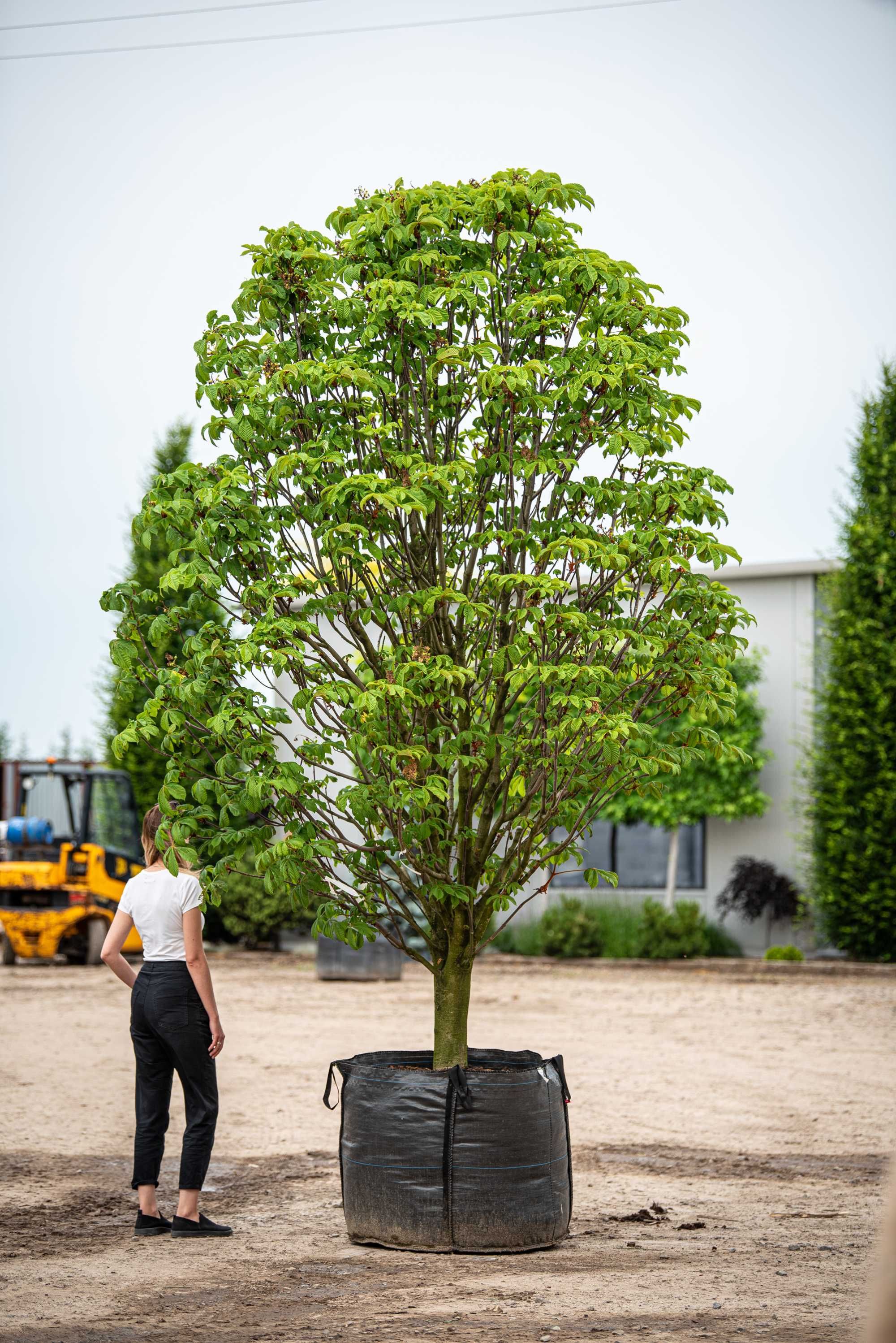 kasztanowiec biały 'Pyramidalis'/ Aesculus hippocastanum 'Pyramidalis'