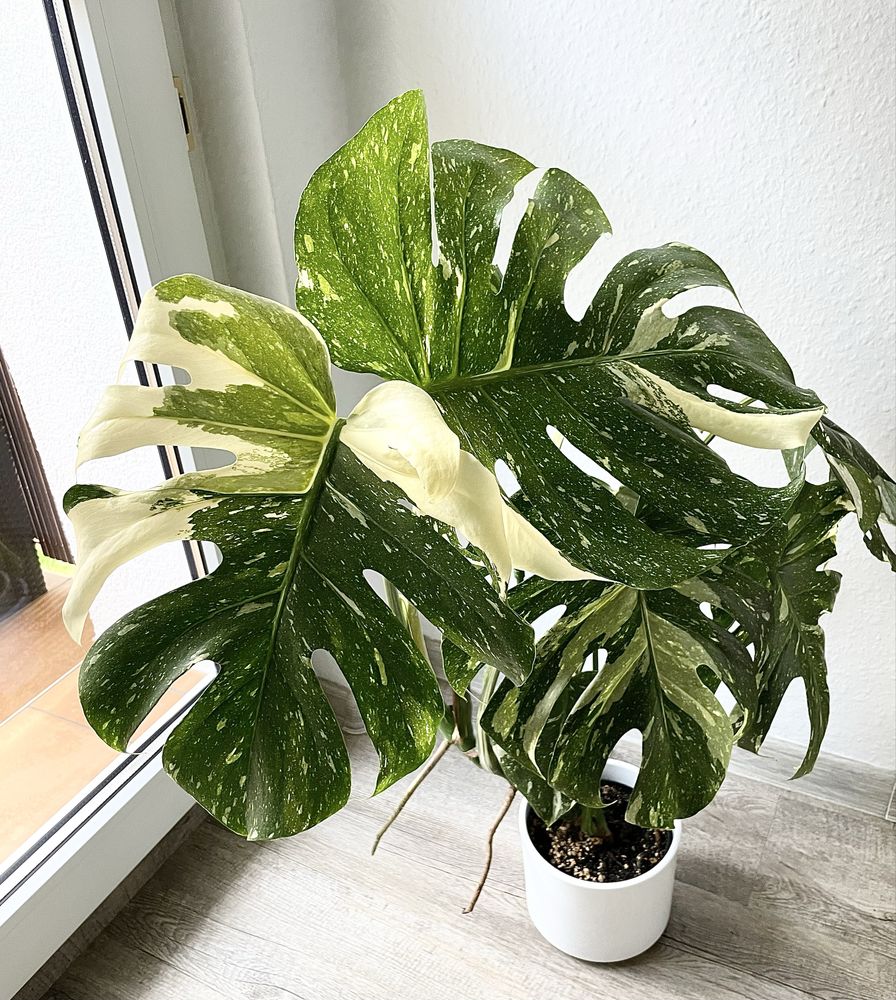 Monstera  Thai Constellation ( 1 )