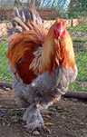 Aves Ornamentais Brahmas várias mutações