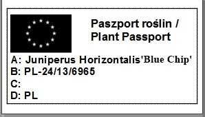 Jałowiec Płożący Blue Chip duży niebieski 40cm 5 letni