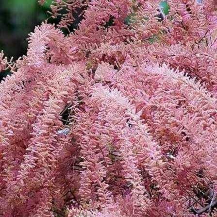 Декоративные растения