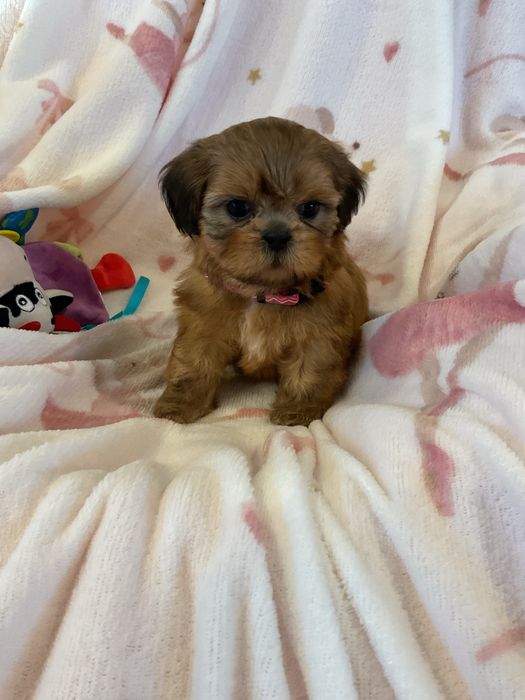 Shih tzu Salonowe suczki