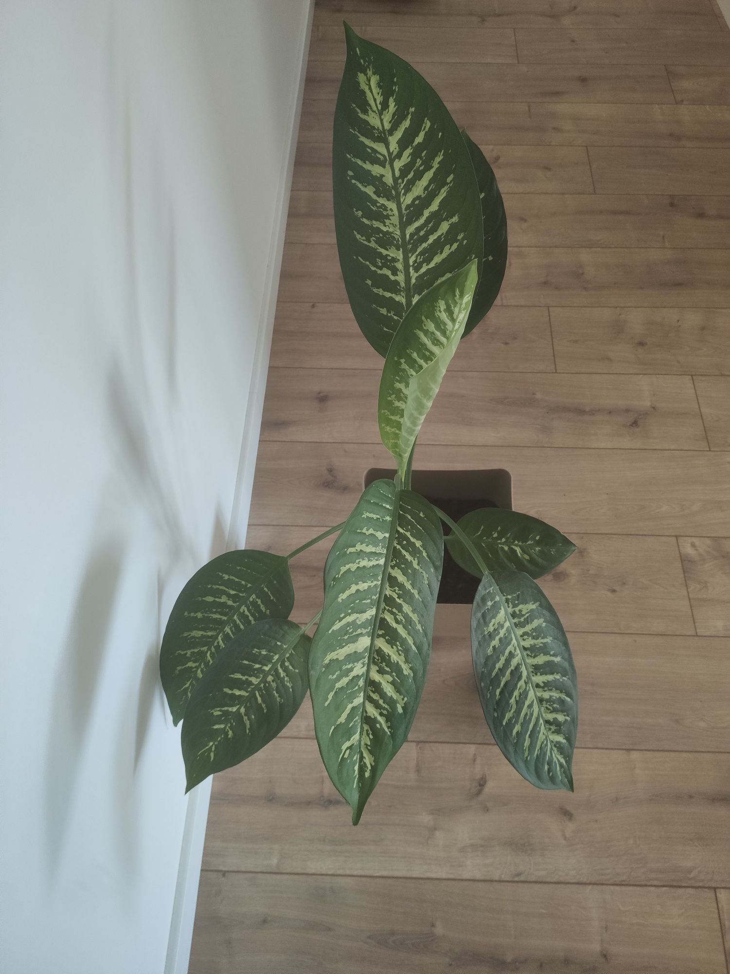 Kwiatek Dieffenbachia Tropic Snow duży L 90 cm