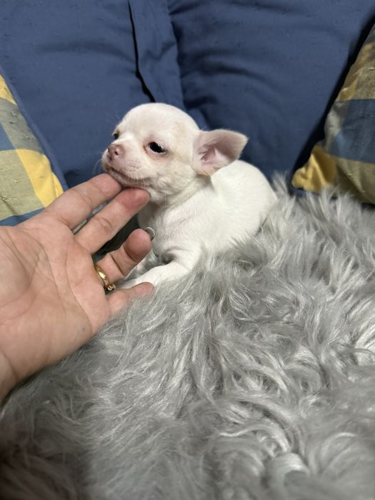 Menino “Chihuahua  lindissimo “ branco