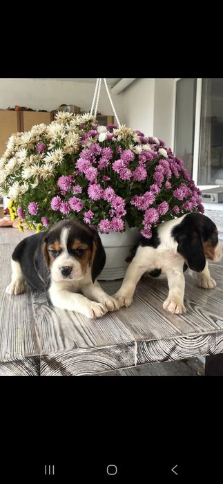 Біглі окрас триколор