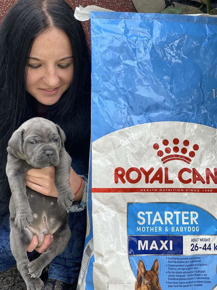 Щеночки Cane corso-відкрита резервація