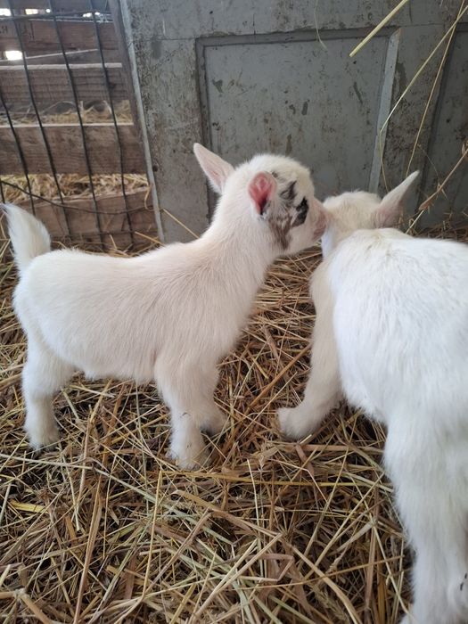 Cabras Micro Anãs - Mini Cabras (30 a 45cm) - Disponíveis