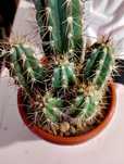 кактус Stetsonia coryne