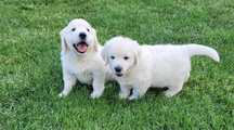 Golden Retriever FCI po Ch.Pl - Piesek 8 tyg  pie