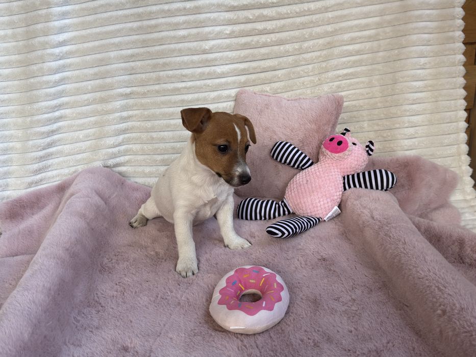 Jack Russell Terrier - sunia gotowa do odbioru