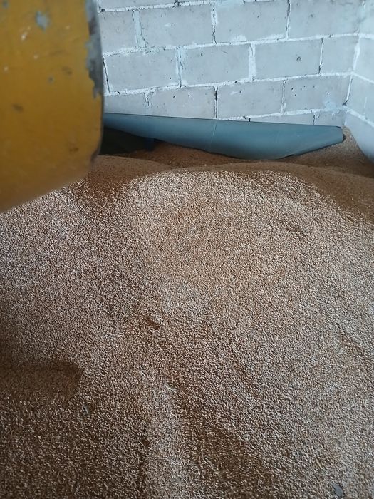 Pszenżyto z pierwszych żniw po centrali