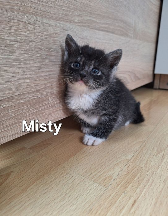 Kocięta do adopcji