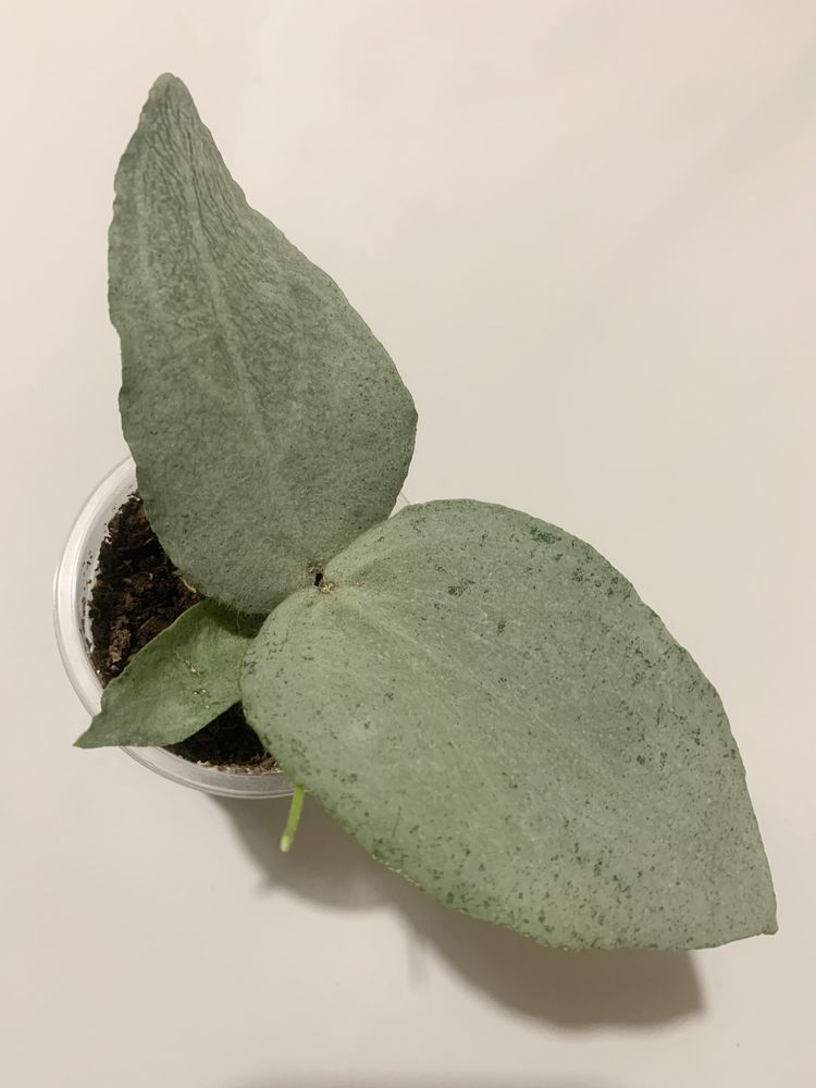 Хойя Hoya Caudata Argene
