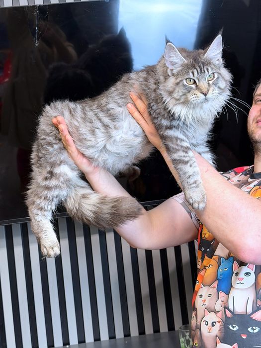 Maine Coon boy silver