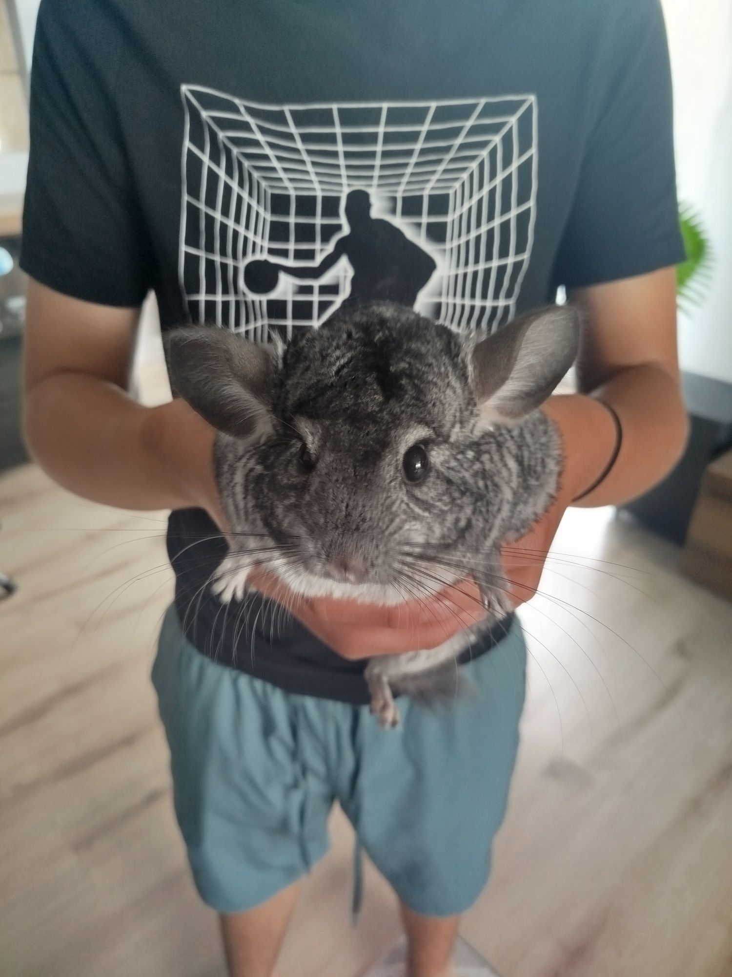 Szynszyle 2 lata