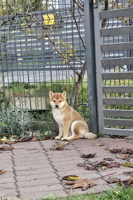 Shiba inu, Shiba doskonały rodowód ZKWP FCI
