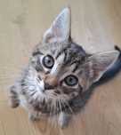 4 miesięczny kocurek - łobuziak z wielkim serduszkiem :) DO ADOPCJI