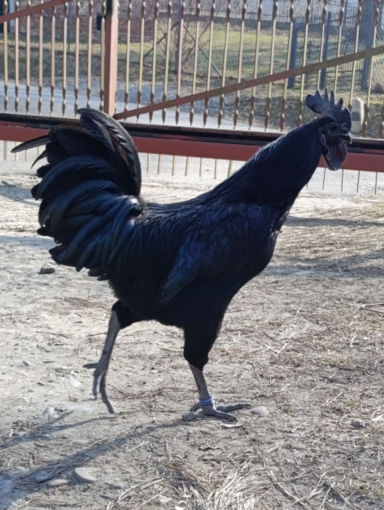 Parka ayam cemani