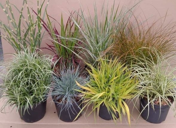 Gramineas - Pennisetum - Stipa - Miscanthus - Panicum - Carex