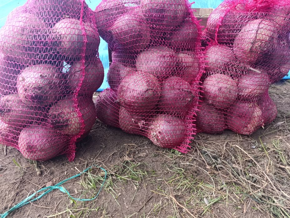 Burak ćwikłowy gruby