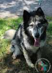 Piesek Tero w typie husky szuka domu!