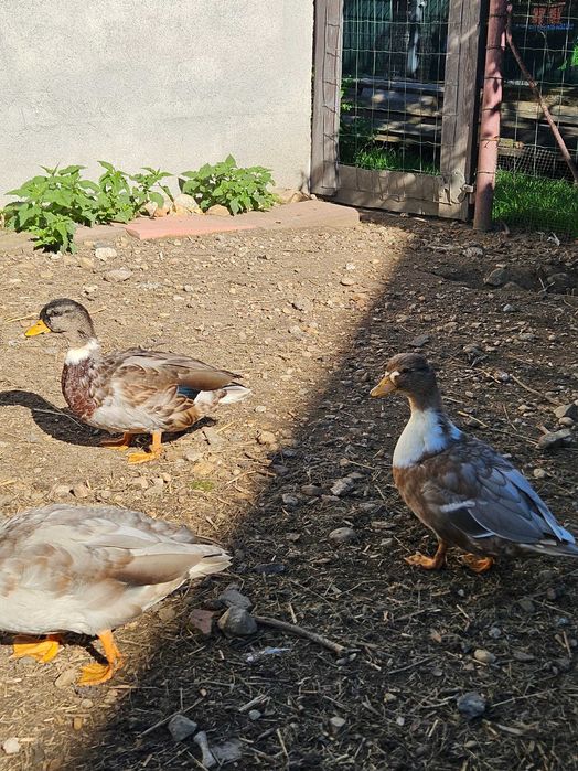 Kaczki call duck