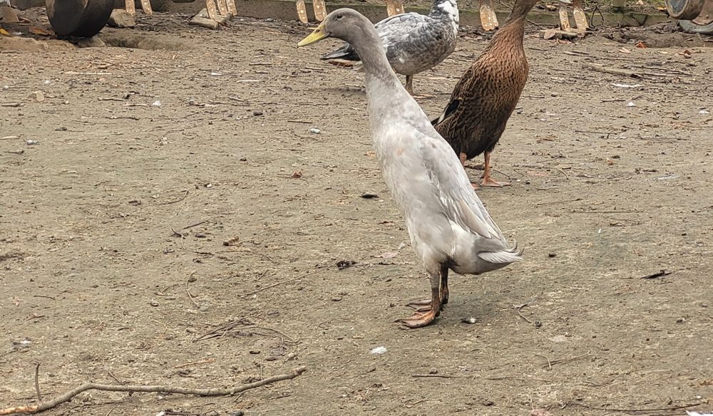 Kaczki i kaczor biegusy Sprzedam