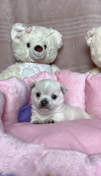 Mini Śliczna Sunia Chihuahua Rodowód