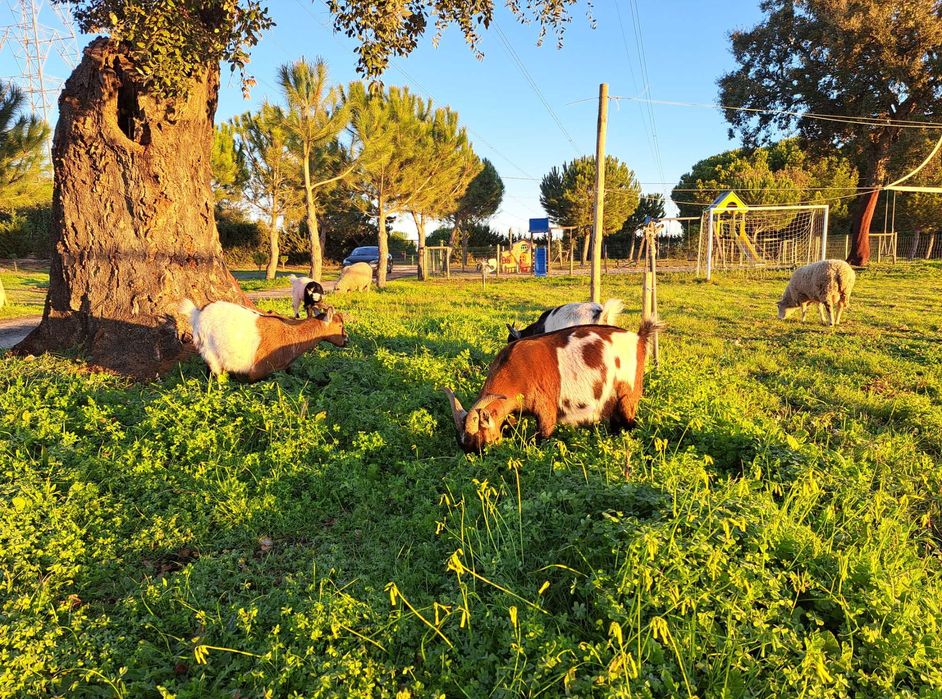 Chibas e Chibos Anões para venda