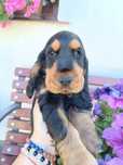 Szczeniak Cocker Spaniel Angielski