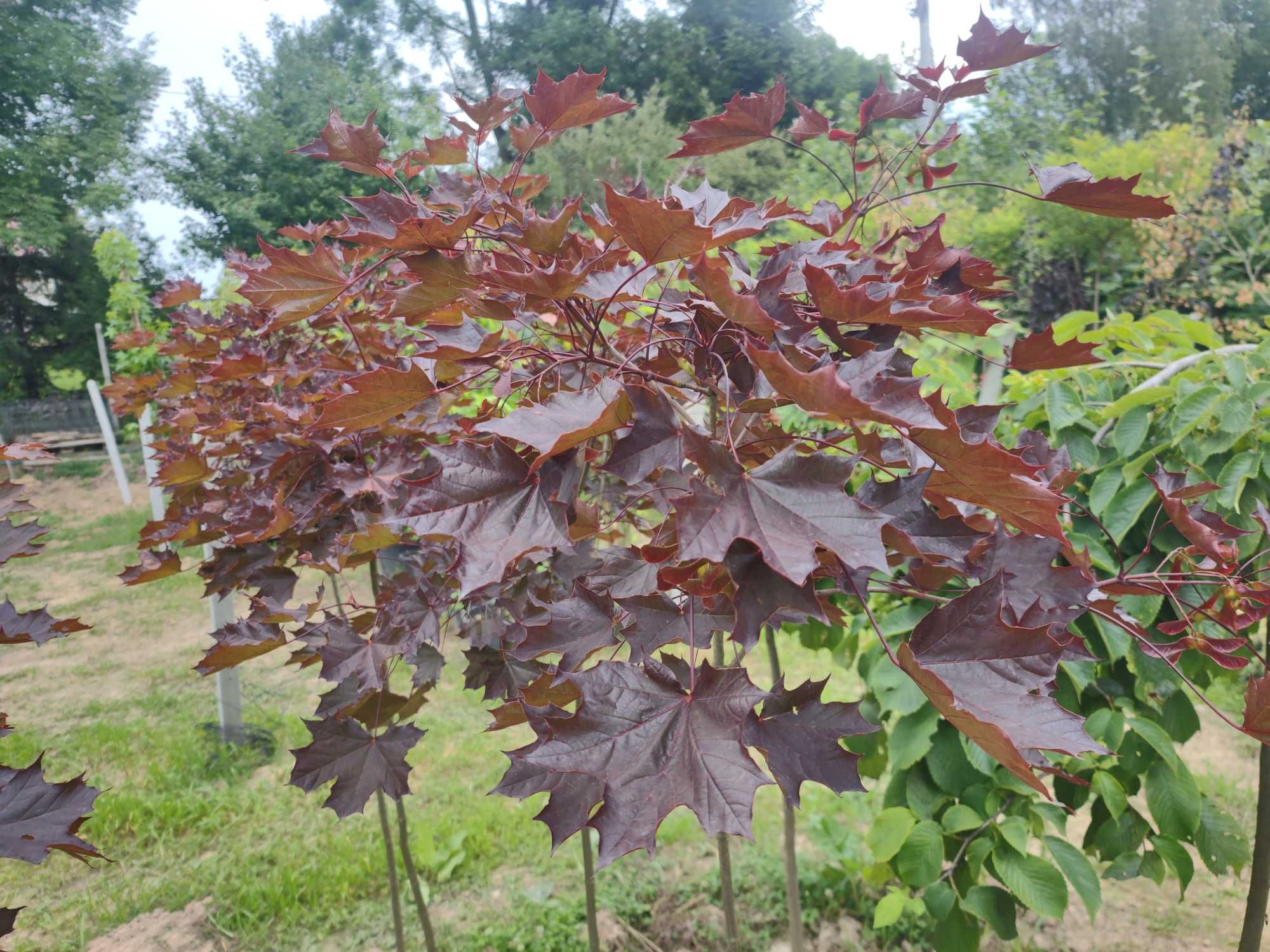 Robinia akacjowa Umbraculifera