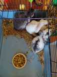 Coelhos bebe billier