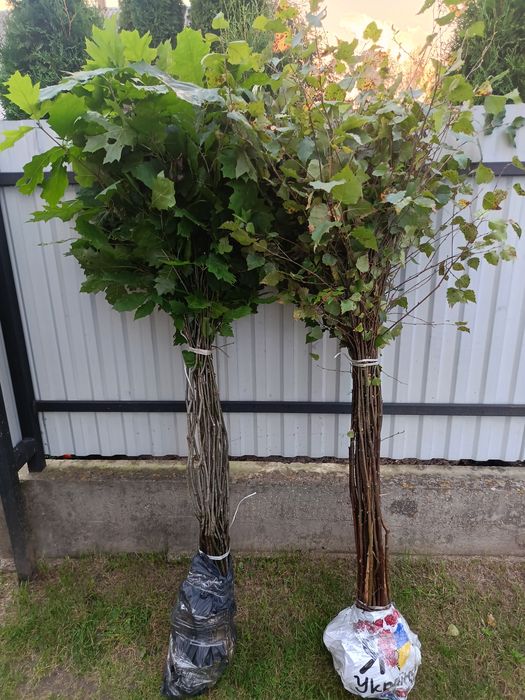 Продам саджанці,берези, сосни, дуба, граба, горобини,клена, липи