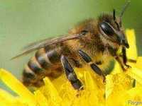 Продам рамки медово-пергові з бджолопакетів