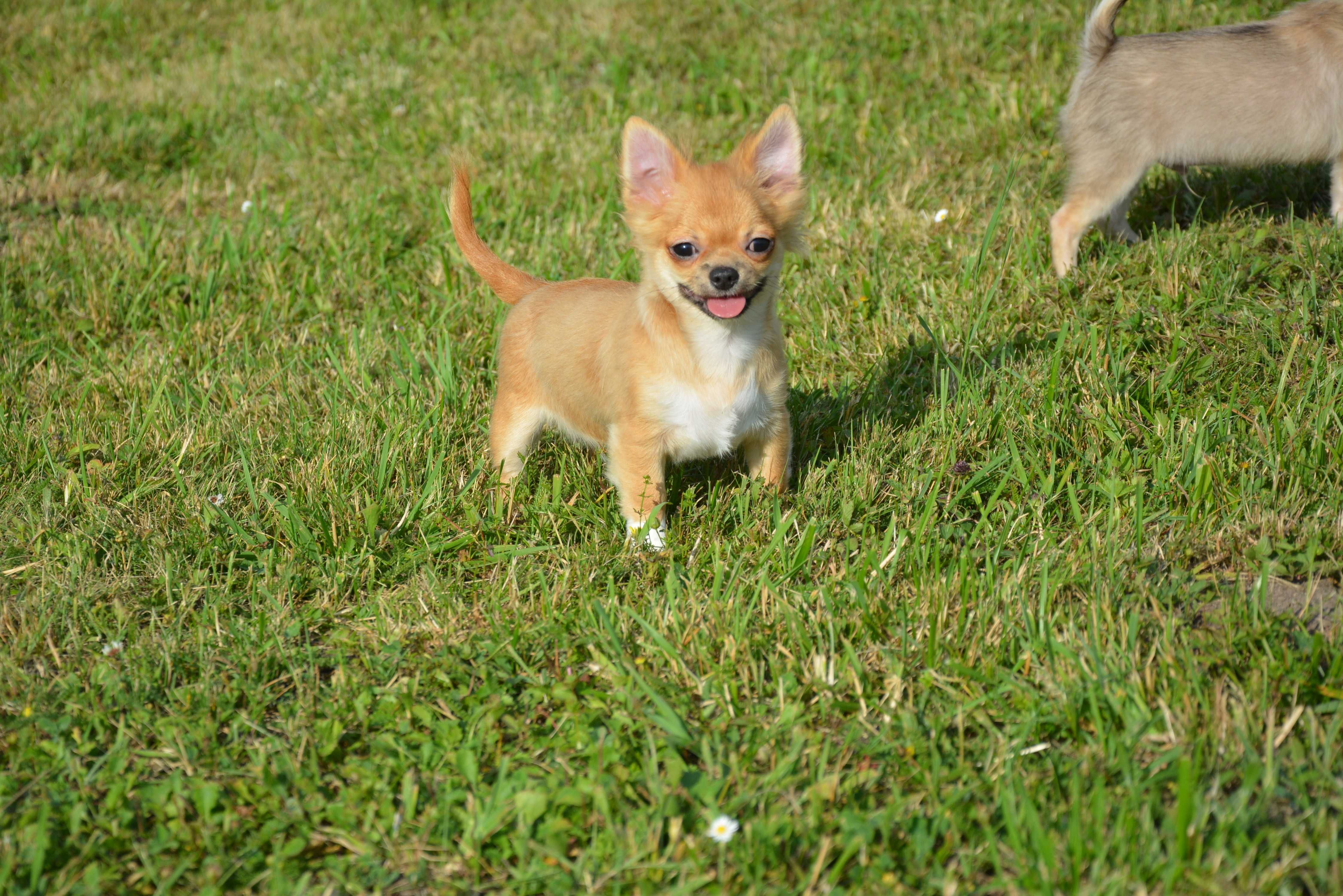 chihuahua chłopak długowłosy ZKwP FCI