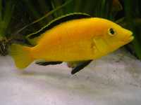 Pyszczak Yellow Labidochromis caeruleus