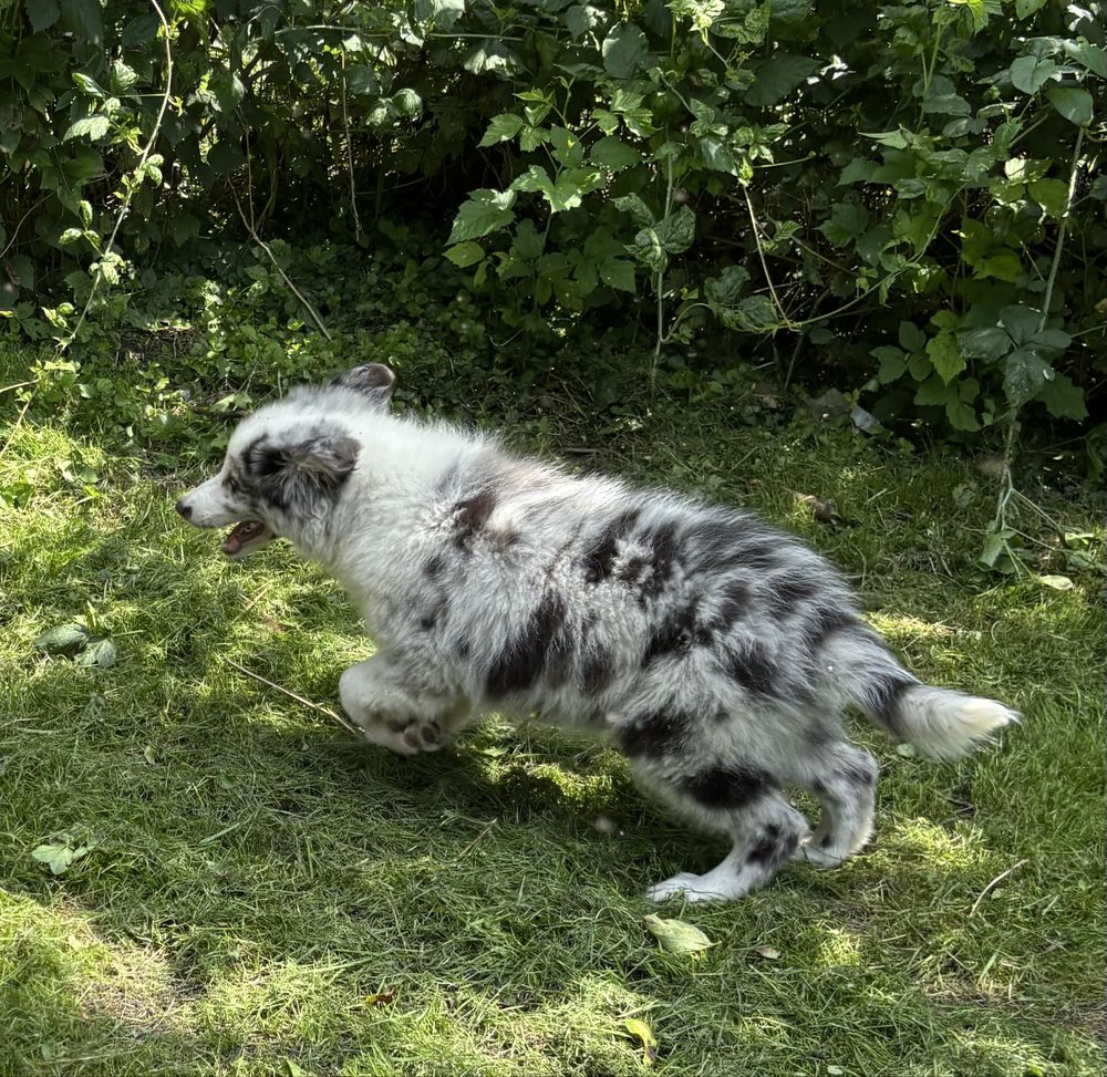 Border collie- suczka blue-merle