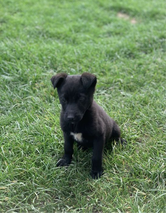 Цуценя лабрадора безкоштовно