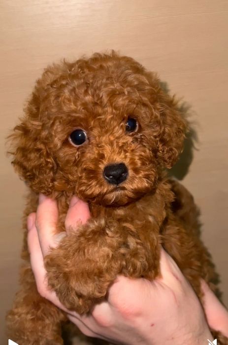 Вʼязка Той Пудель